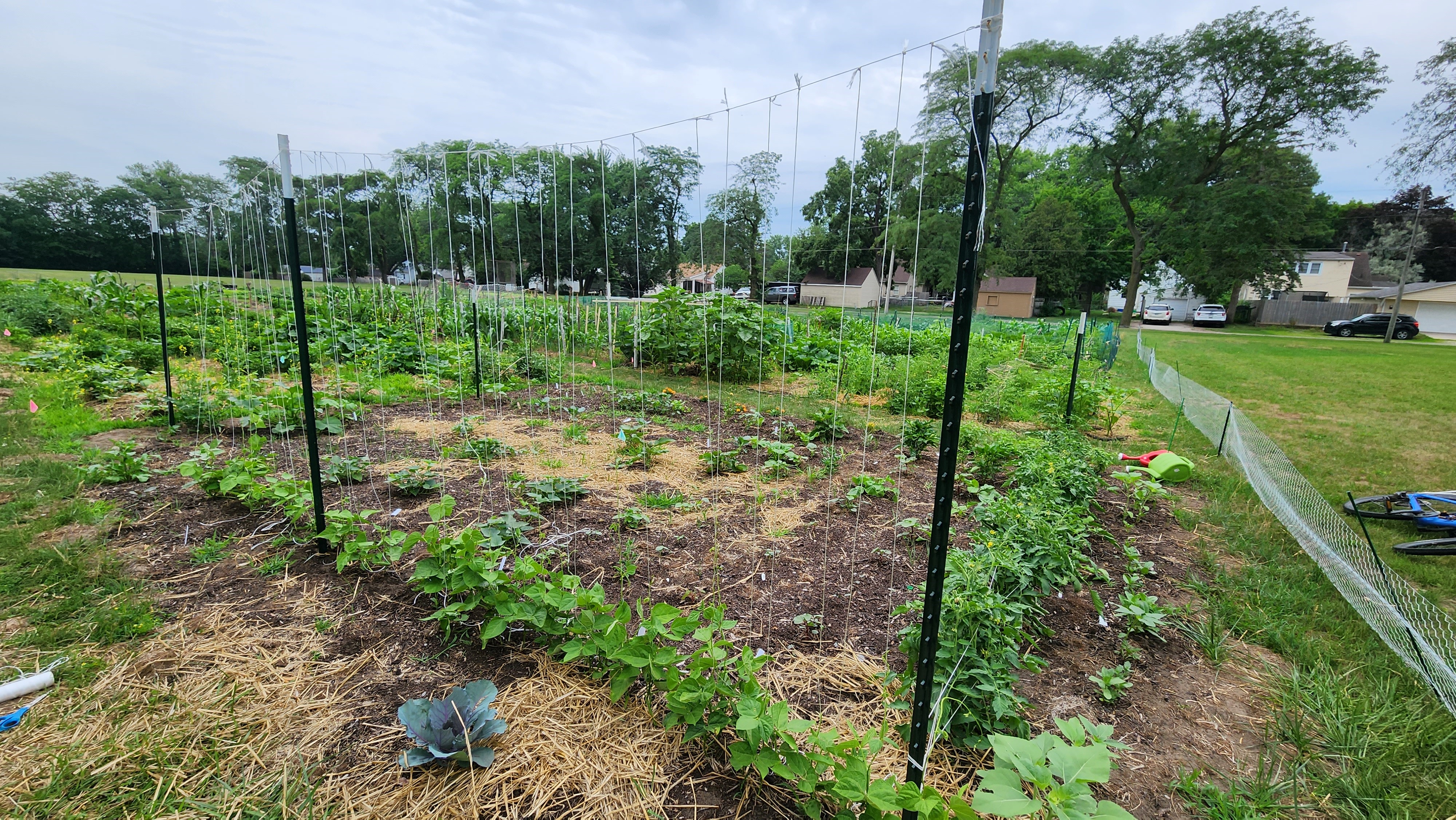 Garden plot with a trellis growing beans