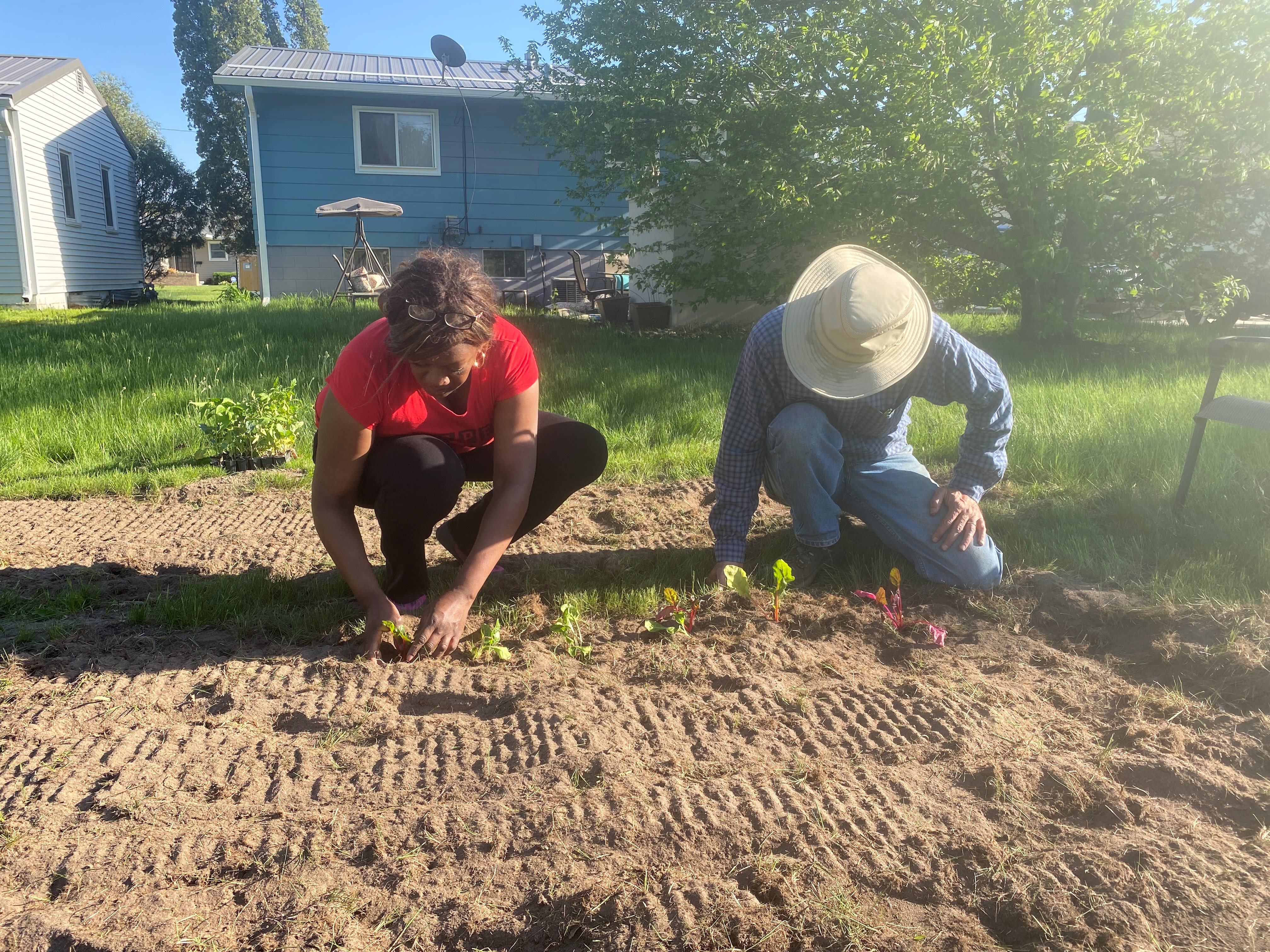 Two people planting lettuce in a backyard garden