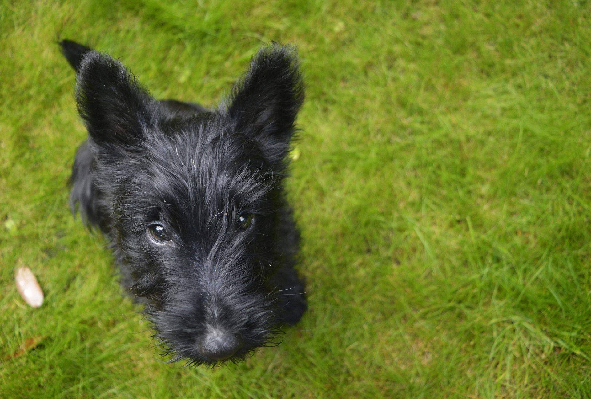 Black scottish terrier sitting in some green grass