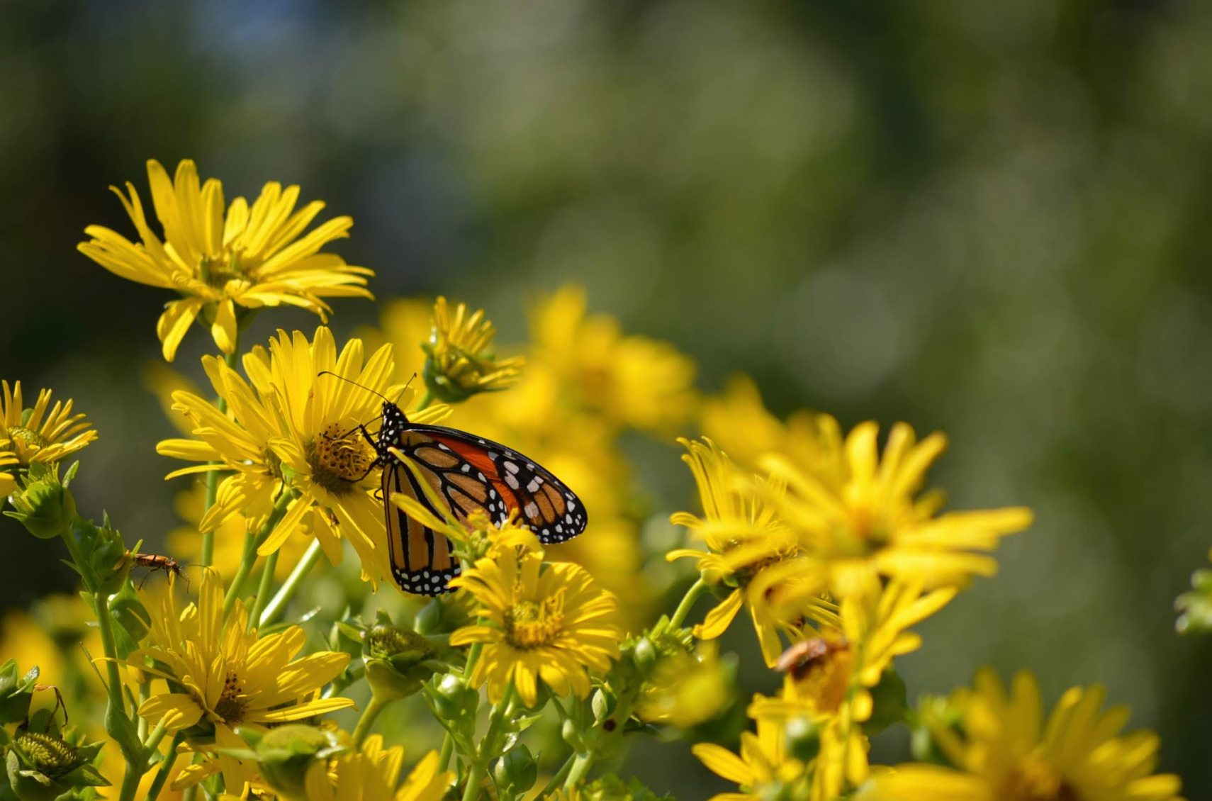 Monarch butterfly sitting on some yellow flowers