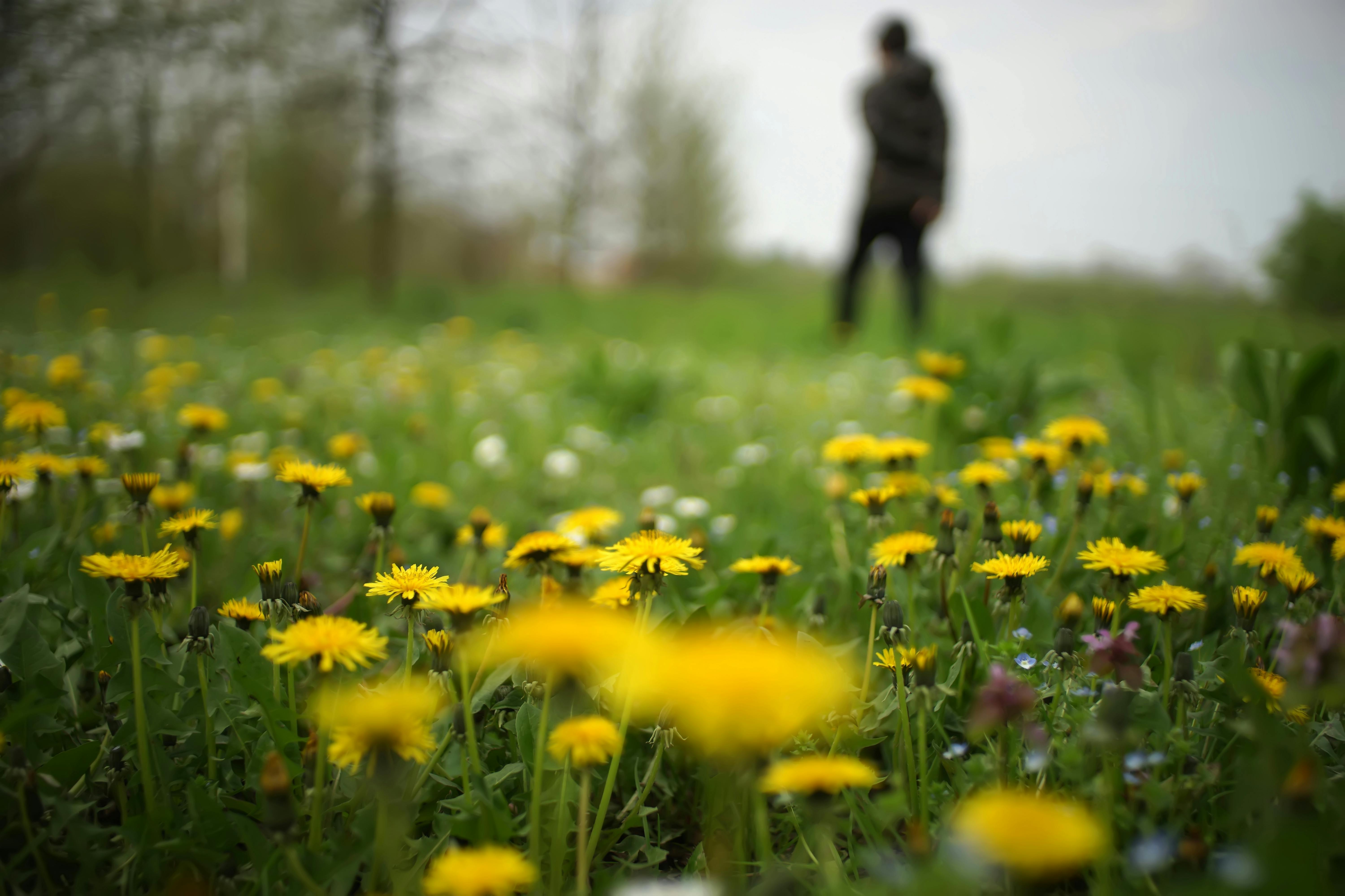 Dandelions in a field