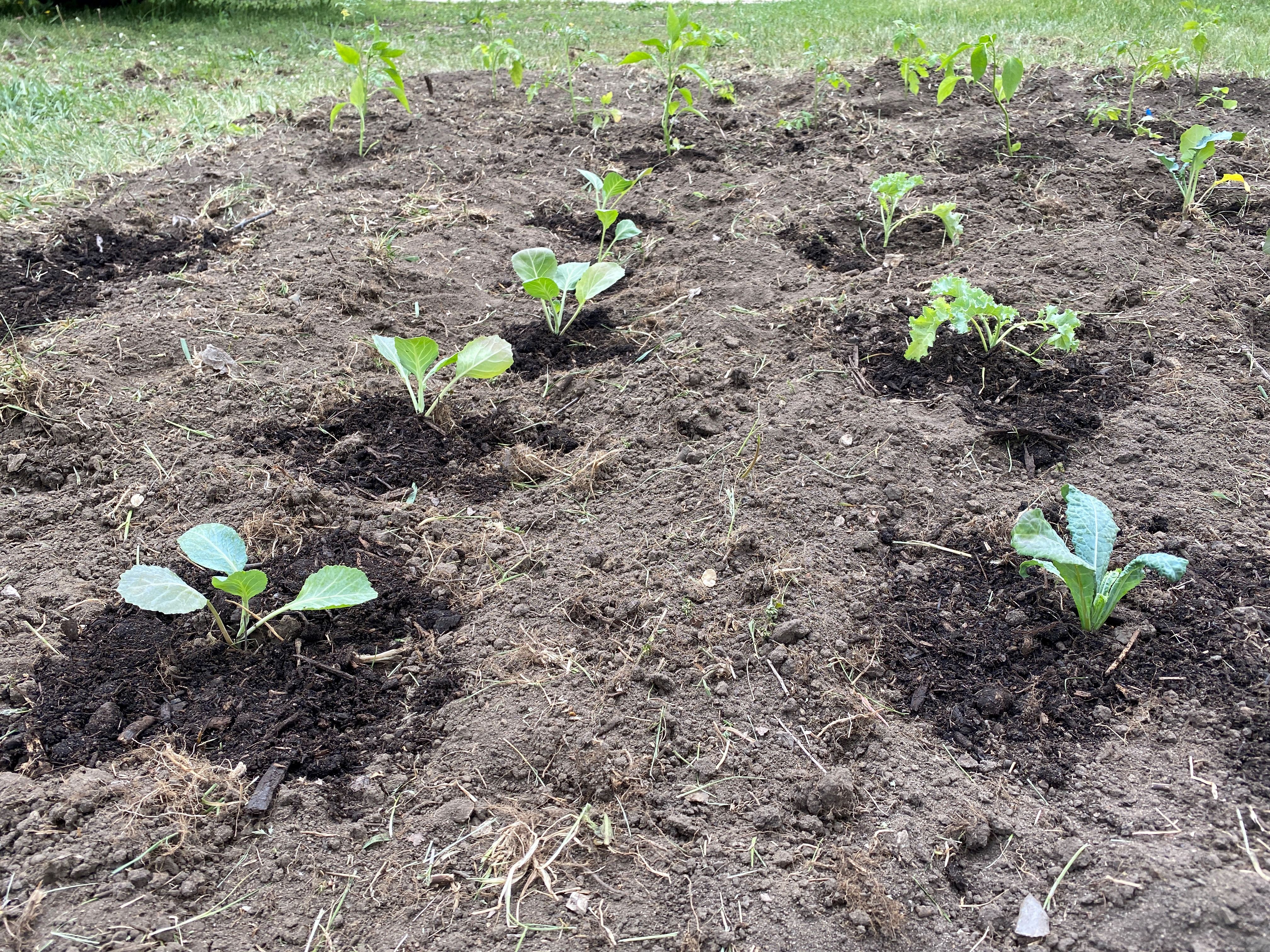 Planted Kale and Collard Greens