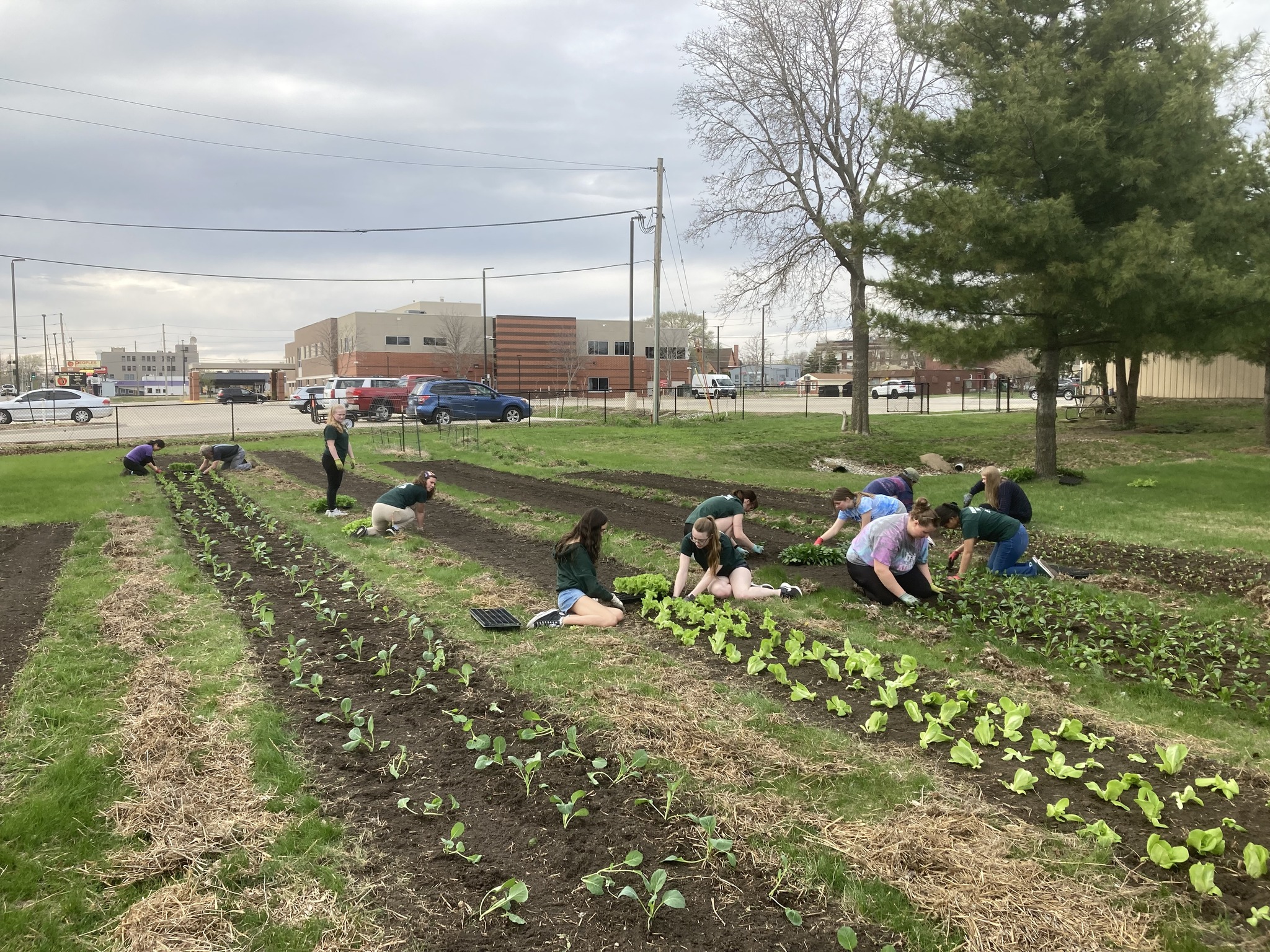 Volunteers working in a garden